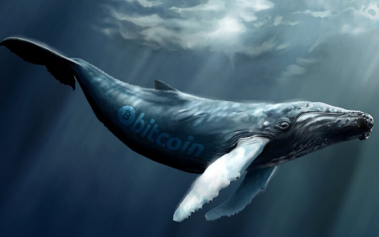 Một trong những con cá voi BTC lớn nhất mua khi giá Bitcoin xuống dưới 46.000 đô la 3 cá voi một trong những btc-lớn nhất-mua-giảm-giá-như-bitcoin-dưới 46000