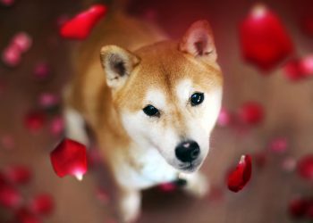 Đối thủ Dogecoin Shiba Inu tăng vọt về giá trị trong khi giá DOGE Cá bơn, SHIB tăng 21% sau 24 giờ