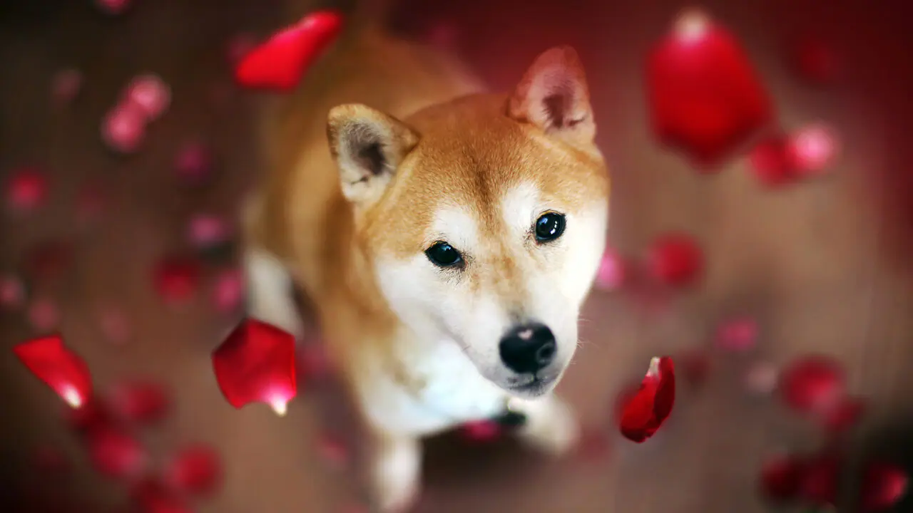 Đối thủ Dogecoin Shiba Inu tăng vọt về giá trị trong khi giá DOGE Cá bơn, SHIB tăng 21% sau 24 giờ