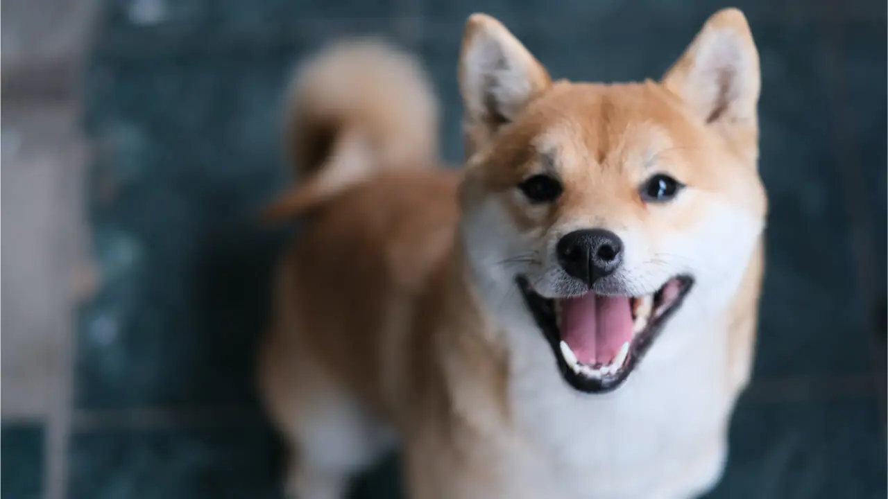 Meme Crypto Shiba Inu Skyrockets - SHIB tăng 230% trong một tuần, Whale mua 6 nghìn tỷ token