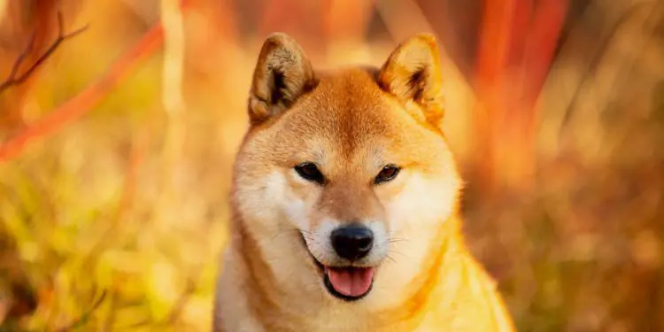 DOGE Rival Shiba Inu, mã thông báo, meme, giá
