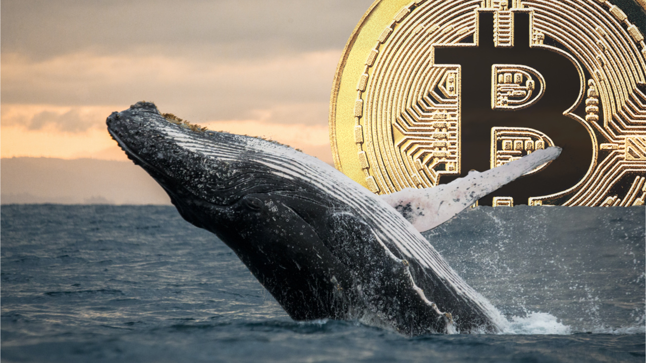 Trong khi BTC tăng vọt lên 69 nghìn đô la, Cá voi từ năm 2013 chuyển trị giá 147 triệu đô la của 'Bitcoin đang ngủ' - Tin Tức Bitcoin 2024