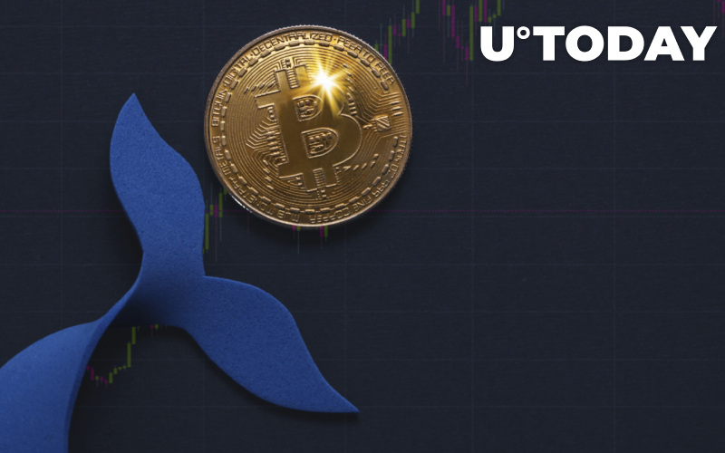Cá voi Bitcoin đã tích lũy được số tiền trị giá 3,3 tỷ đô la trong thời gian thị trường này giảm giá - Tin Tức Bitcoin - Cập Nhật Tin Tức Coin Mới Nhất 24/7 2025 Cá voi Bitcoin đã tích lũy được số tiền trị giá 3,3 tỷ đô la trong thời gian thị trường này giảm giá