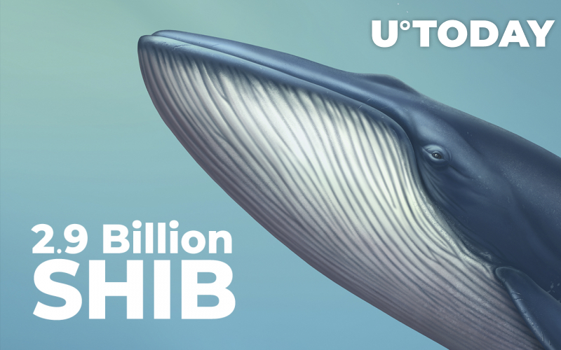 Cá voi SHIB thêm 2,9 tỷ SHIB vào 31,3 tỷ Holdings của họ - Tin Tức Bitcoin - Cập Nhật Tin Tức Coin Mới Nhất 24/7 2025 Cá voi SHIB thêm 2,9 tỷ SHIB vào 31,3 tỷ Holdings của họ