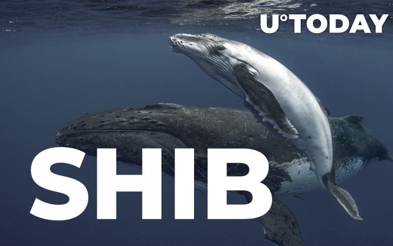 Cá voi Shiba Inu mất hơn 150 triệu đô la trong 24 giờ: Lý do tiềm năng - Tin Tức Bitcoin - Cập Nhật Tin Tức Coin Mới Nhất 24/7 2025 Cá voi Shiba Inu mất hơn 150 triệu đô la trong 24 giờ: Lý do tiềm năng