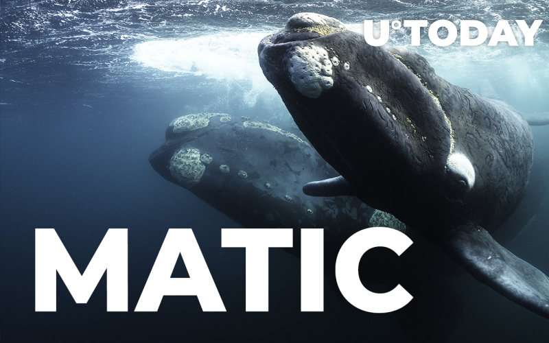 Cá voi thu được khoảng 14 triệu đô la MATIC Tokens kể từ khi thông báo "Burn" - Tin Tức Bitcoin - Cập Nhật Tin Tức Coin Mới Nhất 24/7 2025 Cá voi thu được khoảng 14 triệu đô la MATIC Tokens kể từ khi thông báo "Burn"