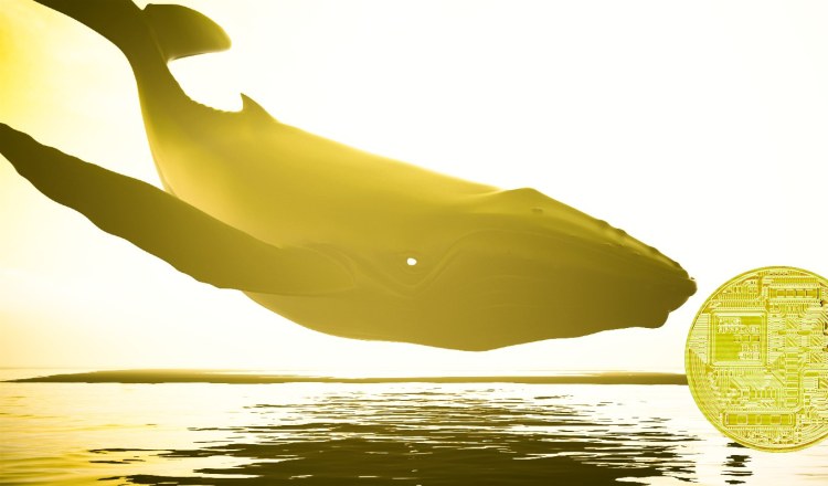 Cá voi tiền thông minh đang tích lũy ba tài sản tiền điện tử - và dỡ bỏ ba tài sản khác, theo công ty phân tích - Tin Tức Bitcoin - Cập Nhật Tin Tức Coin Mới Nhất 24/7 2025