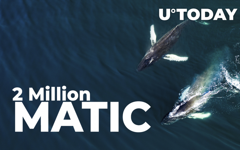 Hai cá voi Ethereum lớn mua 2 triệu MATIC trong 24 giờ qua