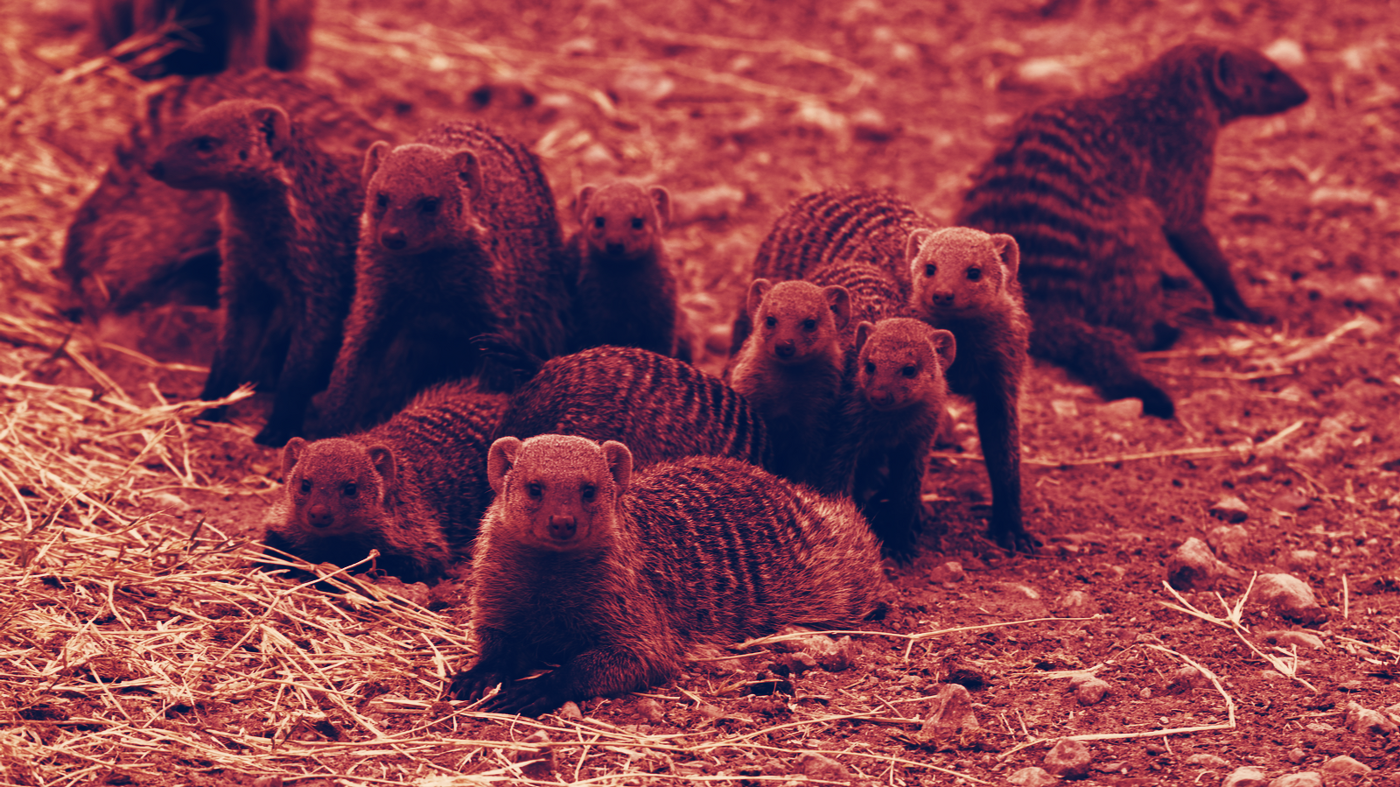 Mongoose Coin đã được tạo trên nhiều mạng tiền điện tử khác nhau. Hình ảnh: Shutterstock