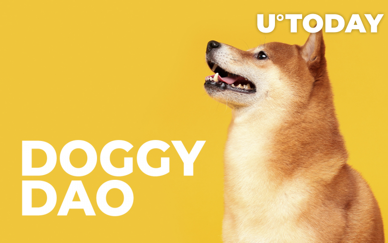 Shiba Inu tố cáo giai đoạn đầu của DOGGY DAO