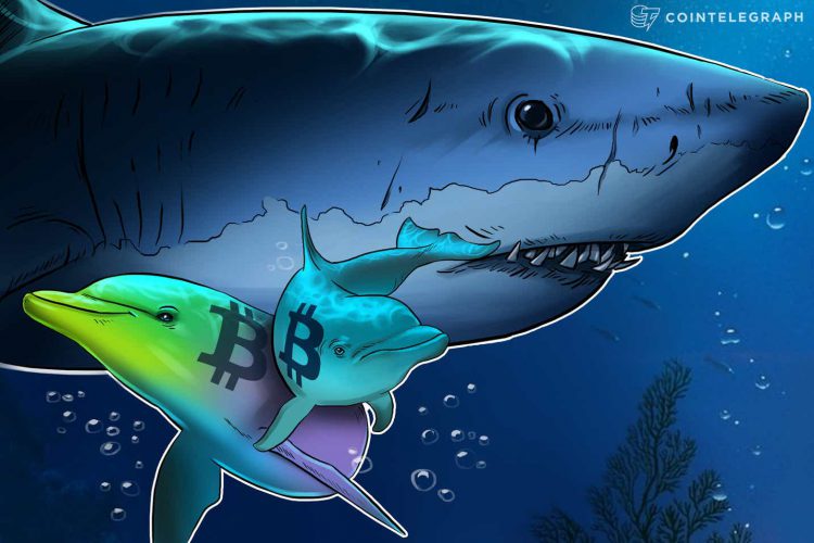 Thức ăn cho cá? Dữ liệu cho thấy các nhà đầu tư bán lẻ đang mua Bitcoin, cá voi đang bán - Tin Tức Bitcoin - Cập Nhật Tin Tức Coin Mới Nhất 24/7 2025 Thức ăn cho cá? Dữ liệu cho thấy các nhà đầu tư bán lẻ đang mua Bitcoin, cá voi đang bán
