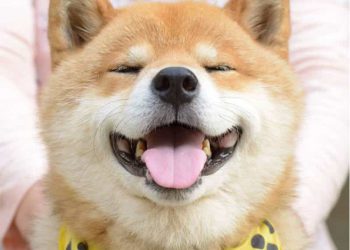 Shiba Inu (SHIB) đã tăng 7% về số lượng người nắm giữ sau khi đạt 1.000.000 người nắm giữ trước đó - Tin Tức Bitcoin - Cập Nhật Tin Tức Coin Mới Nhất 24/7 2024