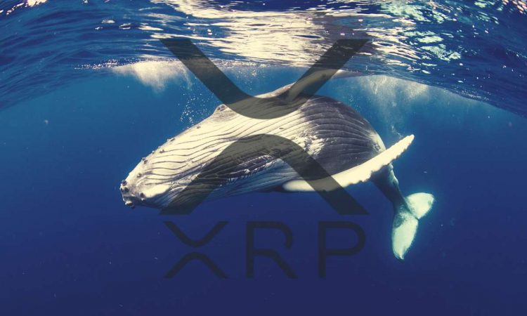 Cá voi tích luỹ hơn 1 tỷ token XRP