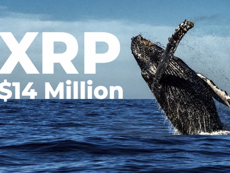 Cá voi XRP kiếm được 14 triệu đô la từ sàn giao dịch