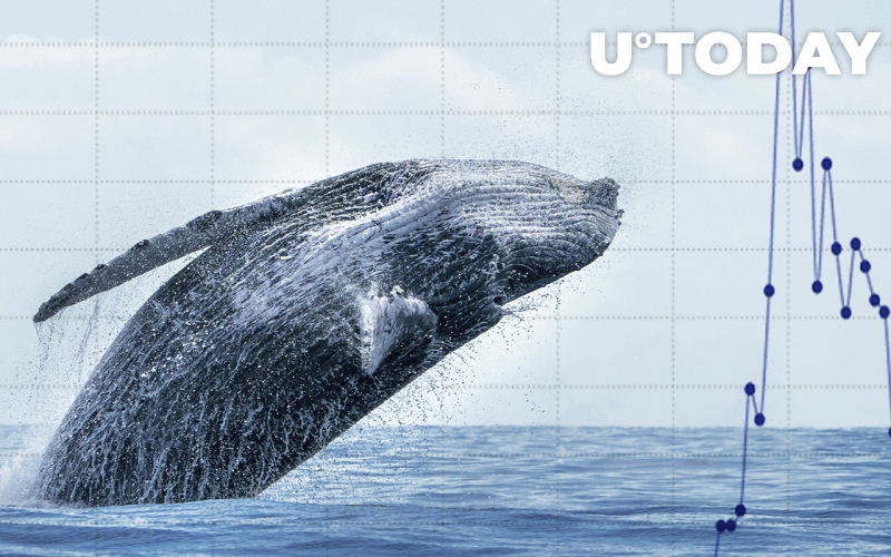 Cá voi ETH cấp cao nhất kiếm được 838 triệu LINK và 4 triệu MATIC - Tin Tức Bitcoin - Cập Nhật Tin Tức Coin Mới Nhất 24/7 2025 Cá voi ETH cấp cao nhất kiếm được 838 triệu LINK và 4 triệu MATIC