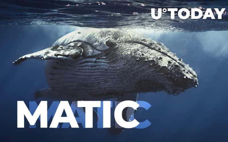 Cá voi Ethereum với 38 nghìn tỷ SHIB mua 1,3 triệu MATIC Token
