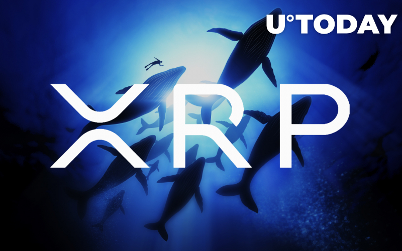 Cá voi XRP đang di chuyển số token trị giá 24 triệu đô la từ các sàn giao dịch giữa cuộc biểu tình 6%