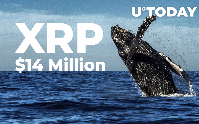 Cá voi XRP kiếm được 14 triệu đô la từ sàn giao dịch