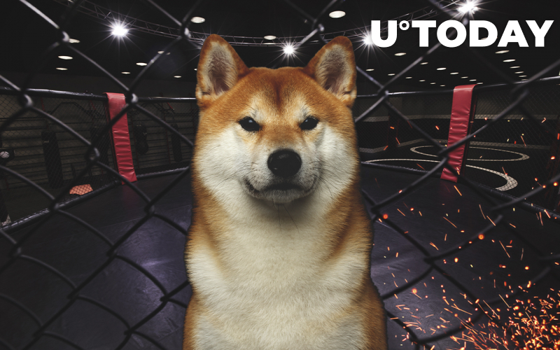Shiba Inu hay Dogecoin?  Siêu sao UFC Chuck Liddell tái kích hoạt đối thủ Memecoin