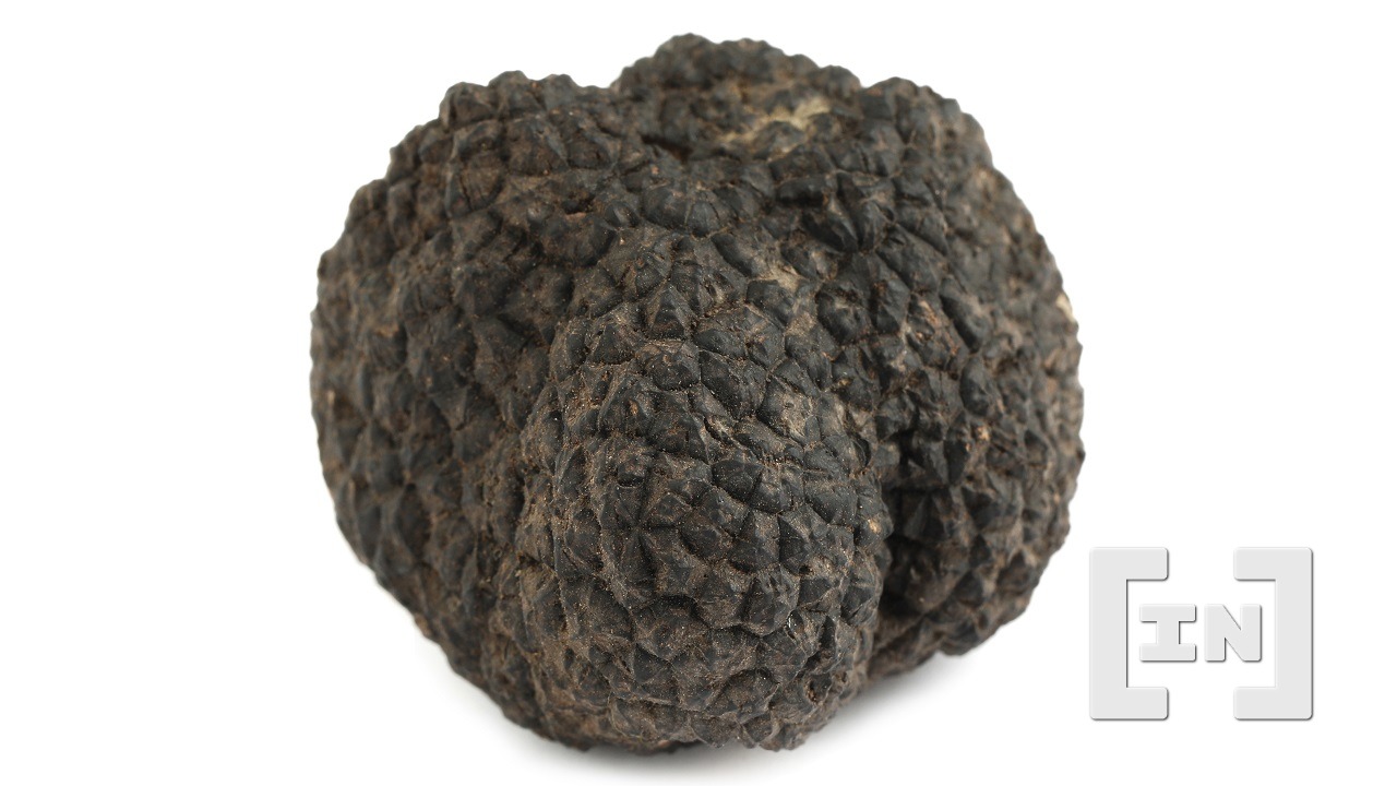 Giant Truffle sẽ được bán dưới dạng Token Non-Fungible - Tin Tức Bitcoin - Cập Nhật Tin Tức Coin Mới Nhất 24/7 2025