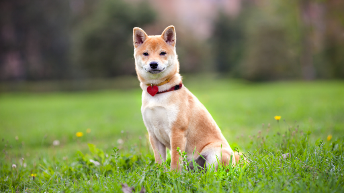 Shiba Inu: Đo lường tiềm năng thực sự của việc vẫn HODLing SHIB - Tin Tức Bitcoin - Cập Nhật Tin Tức Coin Mới Nhất 24/7 2026 Shiba Inu: Đo lường tiềm năng thực sự của việc vẫn HODLing SHIB - Tin Tức Bitcoin - Cập Nhật Tin Tức Coin Mới Nhất 24/7 2026