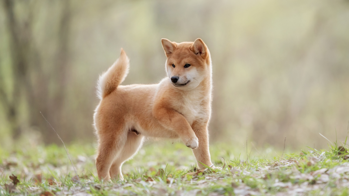 Shiba Inu: Tất cả những gì bạn cần biết về cơ hội mua hàng tiếp theo - Tin Tức Bitcoin 2024