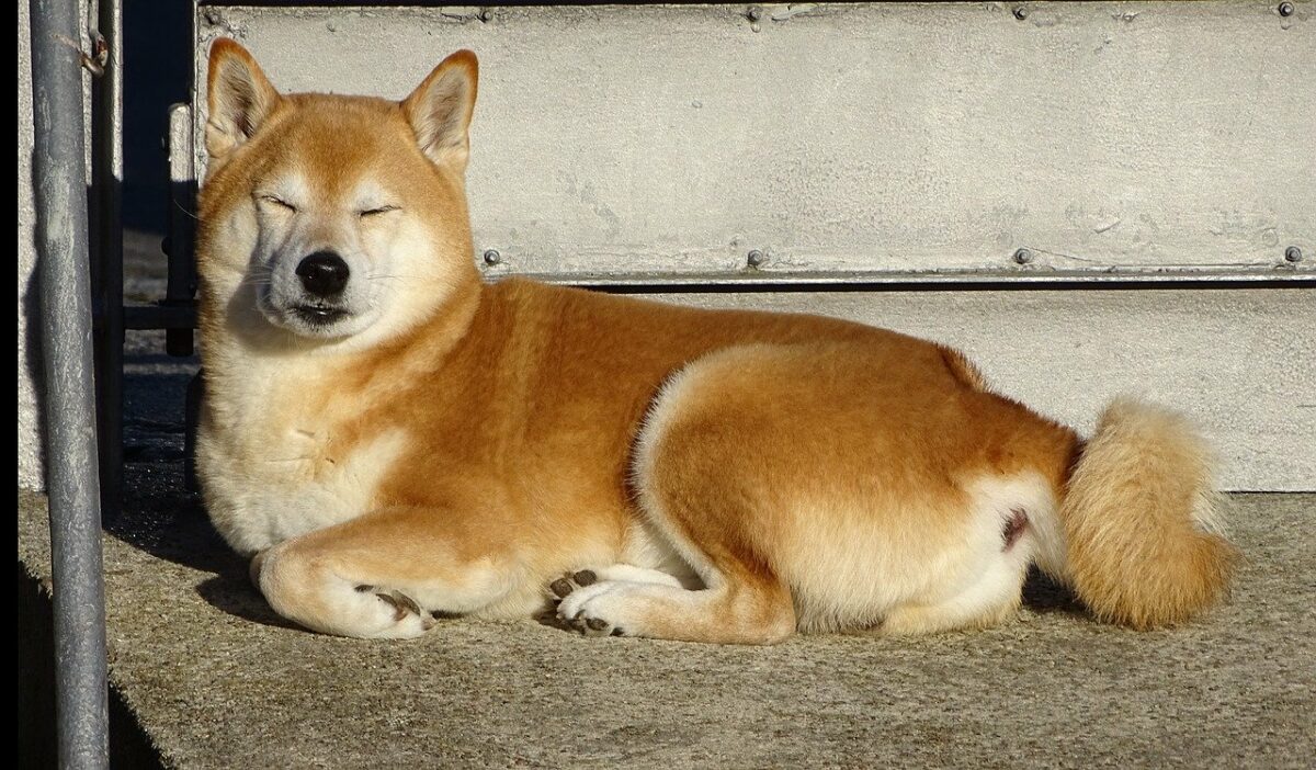Shiba Inu có thể tập hợp, vâng, nhưng 'kẻ giết người Dogecoin' cần phải 'loại bỏ' điều này - Tin Tức Bitcoin - Cập Nhật Tin Tức Coin Mới Nhất 24/7 2025