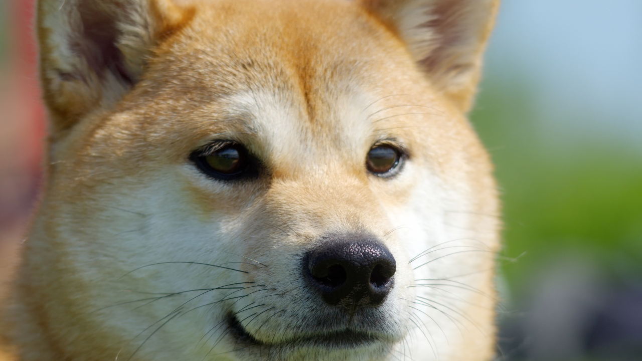 Phân tích giá Dogecoin, Shiba Inu, Uniswap: 06 tháng 4 - Tin Tức Bitcoin - Cập Nhật Tin Tức Coin Mới Nhất 24/7 2025