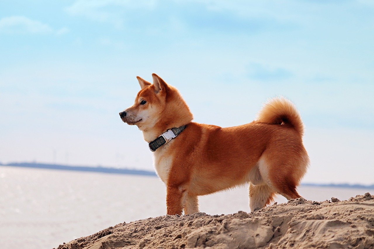 Shiba Inu: SHIB có chuẩn bị cho một sự phục hồi 100 lần nữa không - Tin Tức Bitcoin - Cập Nhật Tin Tức Coin Mới Nhất 24/7 2025 Shiba Inu: SHIB có chuẩn bị cho một sự phục hồi 100 lần nữa không - Tin Tức Bitcoin - Cập Nhật Tin Tức Coin Mới Nhất 24/7 2025