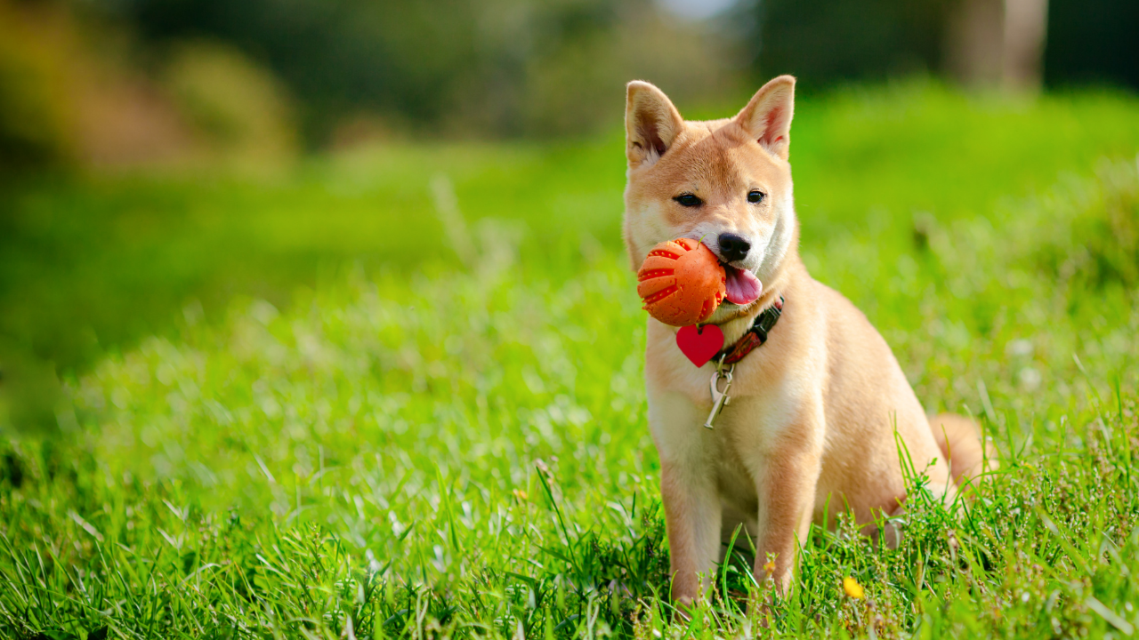 Shiba Inu chỉ có thể từ chối quan điểm tiêu cực này nếu… - Tin Tức Bitcoin - Cập Nhật Tin Tức Coin Mới Nhất 24/7 2025 Shiba Inu chỉ có thể từ chối quan điểm tiêu cực này nếu… - Tin Tức Bitcoin - Cập Nhật Tin Tức Coin Mới Nhất 24/7 2025