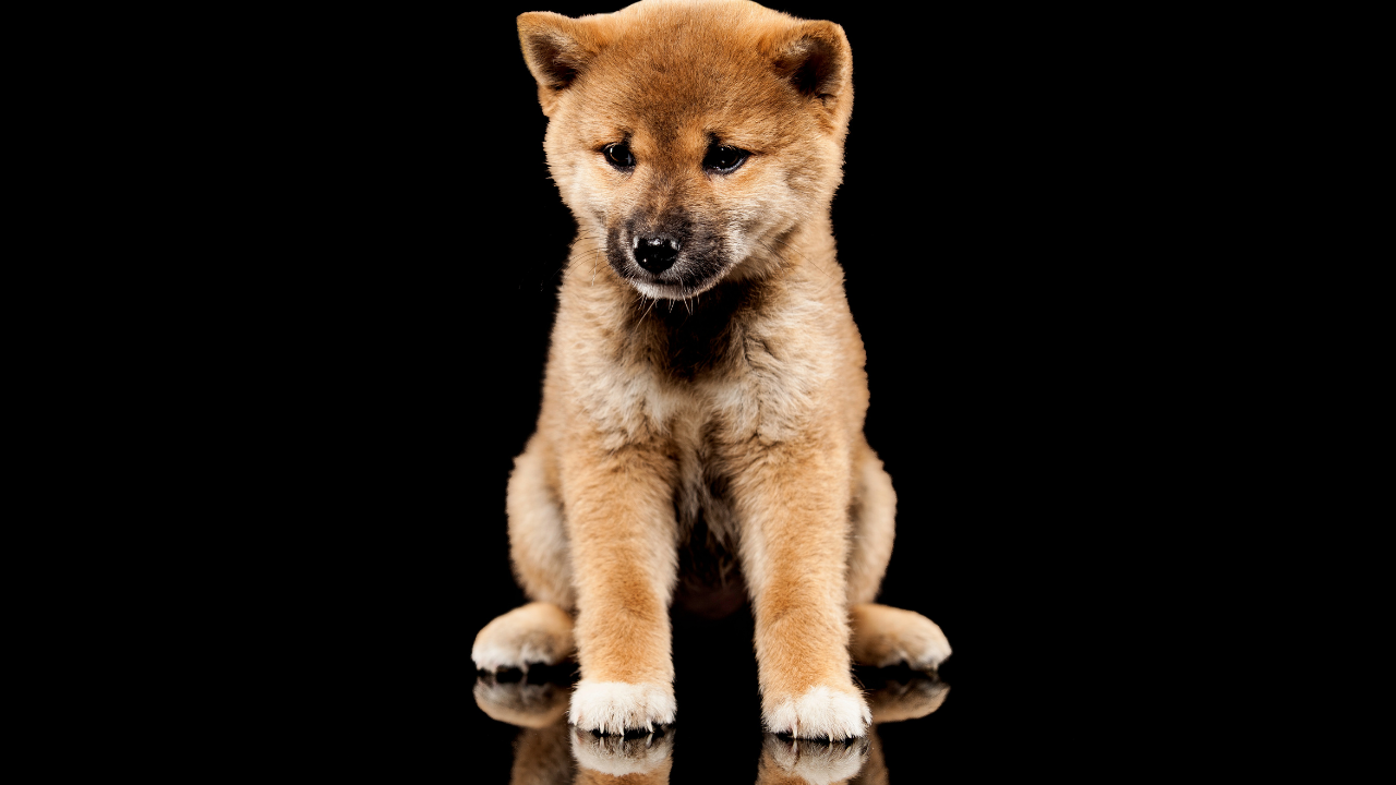 Tại sao các nhà giao dịch Shiba Inu phải đề phòng điều này - Tin Tức Bitcoin - Cập Nhật Tin Tức Coin Mới Nhất 24/7 2025