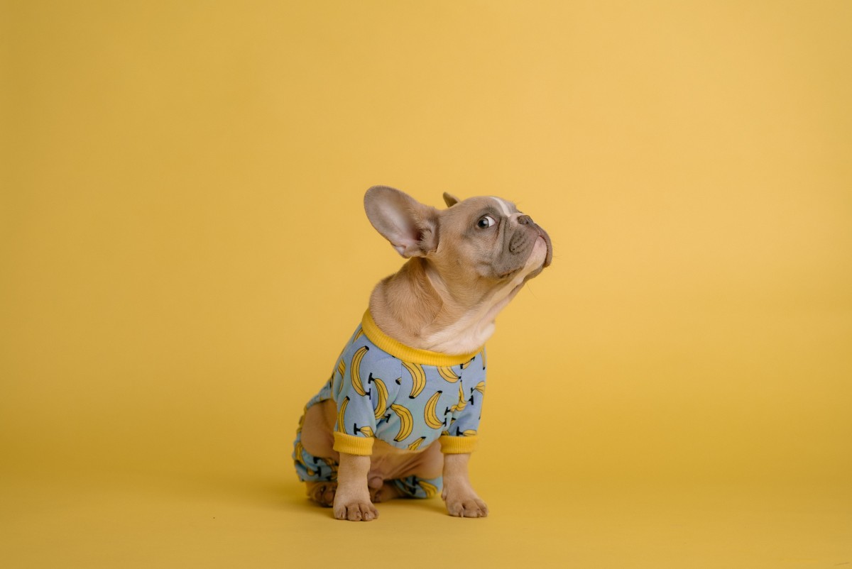 Dogecoin: Với v1.14.6. nâng cấp, các nhà giao dịch nên biết rằng DOGE có… 75
