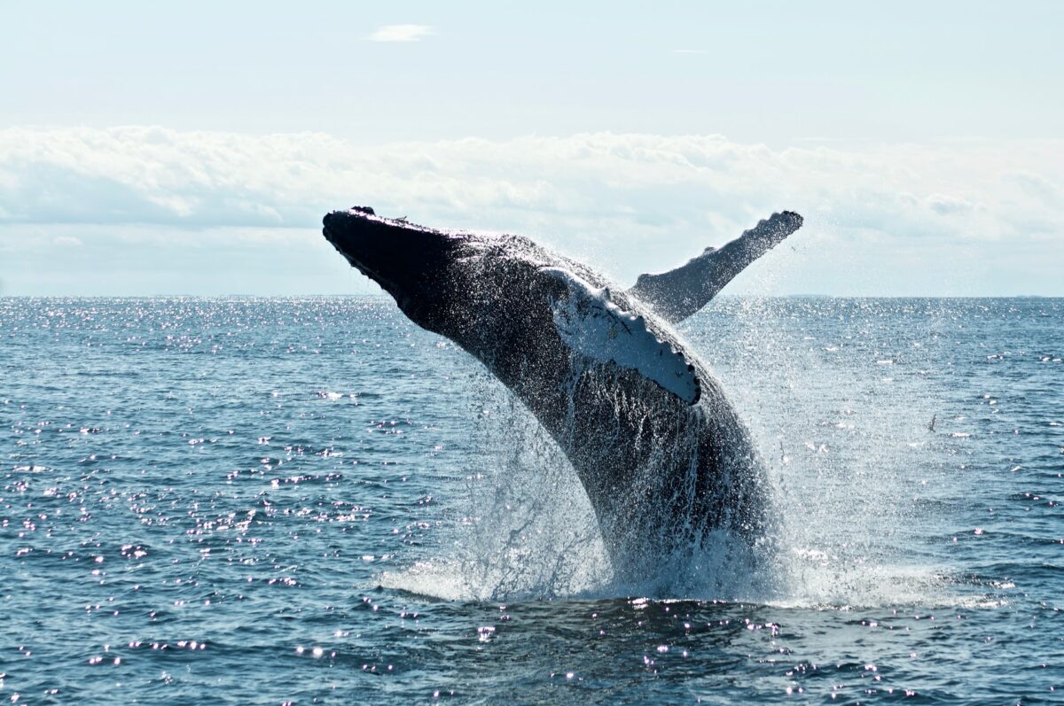 Giải mã Fantom's [FTM] mánh khóe cá voi mới nhất cho các nhà đầu tư 13