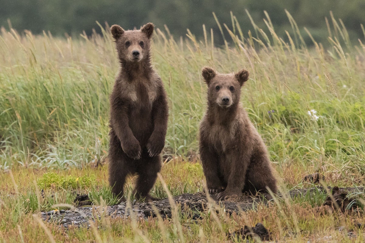 Tại sao thị trường gấu đang diễn ra có thể tốt hơn nhiều so với những gì bạn nhận ra… 61