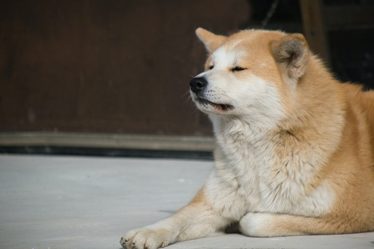 Với Shibarium trên đường, liệu Shiba Inu có còn đi bộ được không - Tin Tức Bitcoin - Cập Nhật Tin Tức Coin Mới Nhất 24/7 2025