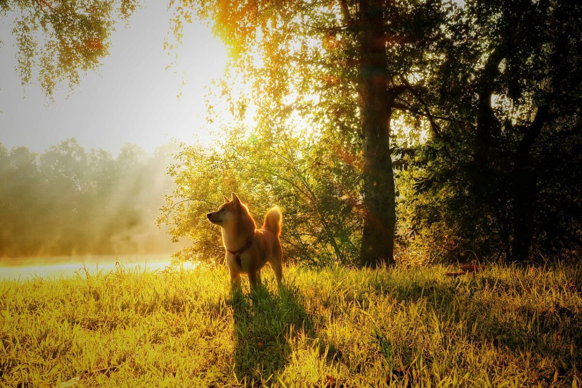 Các nhà đầu tư của Shiba Inu có thể xem xét chỉ số này trước khi thoát khỏi vị thế của họ - Tin Tức Bitcoin - Cập Nhật Tin Tức Coin Mới Nhất 24/7 2025