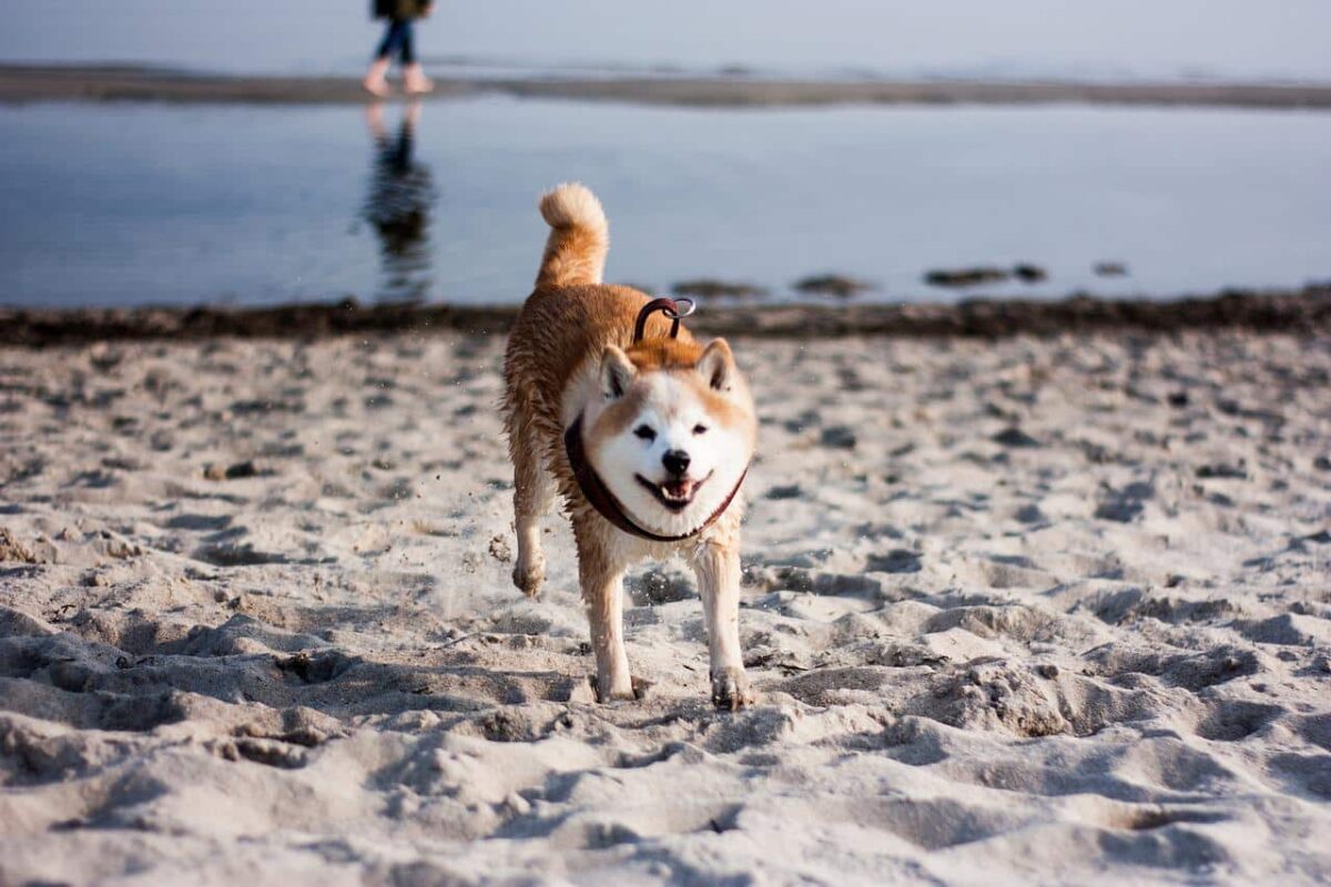 Shiba Inu vượt qua Avalanche theo vốn hóa thị trường sau khi tăng giữa tuần