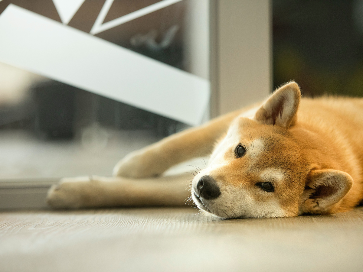 Shiba Inu [SHIB] các nhà đầu tư nên xem xét các mức này trước khi thực hiện một cuộc gọi mạnh mẽ - Tin Tức Bitcoin - Cập Nhật Tin Tức Coin Mới Nhất 24/7 2025