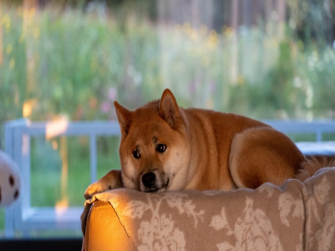 SHIB, vâng, nhưng đây là những gì đang diễn ra với DEX của Shiba Inu - Tin Tức Bitcoin - Cập Nhật Tin Tức Coin Mới Nhất 24/7 2025