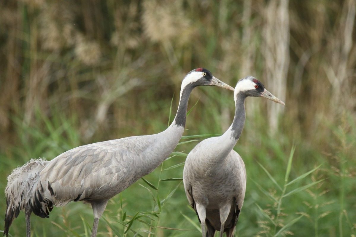Các nhà giao dịch có thể mong đợi Uniswap giảm xuống còn 5,7 đô la không?