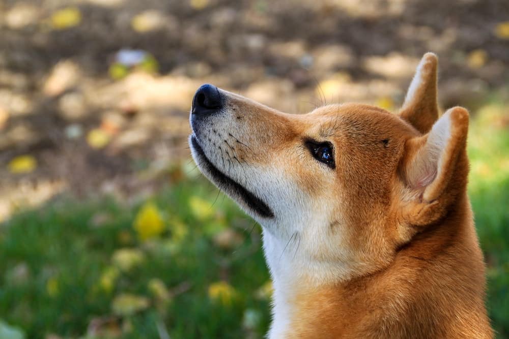 Yêu cầu cá voi ETH thay đổi khẩu vị của họ theo sở thích của SHIB's 'BONE's - Tin Tức Bitcoin - Cập Nhật Tin Tức Coin Mới Nhất 24/7 2026