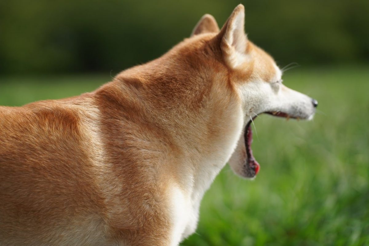 Dogecoin tăng 40% trong vòng một tuần, sự thoái lui đối với khu vực này có thể sớm thành hiện thực