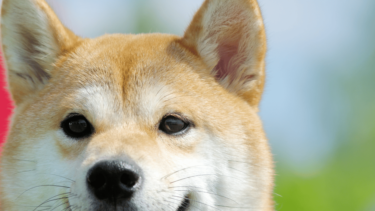 Dự báo Dogecoin [DOGE] tiềm năng phục hồi từ cấp độ này - Tin Tức Bitcoin - Cập Nhật Tin Tức Coin Mới Nhất 24/7 2026