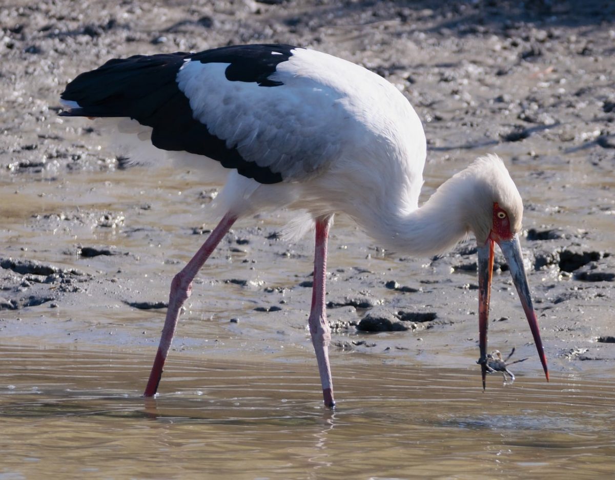 Đây là lý do tại sao Ethereum Classic có thể phải đối mặt với mức giảm 10% nữa trong tuần này