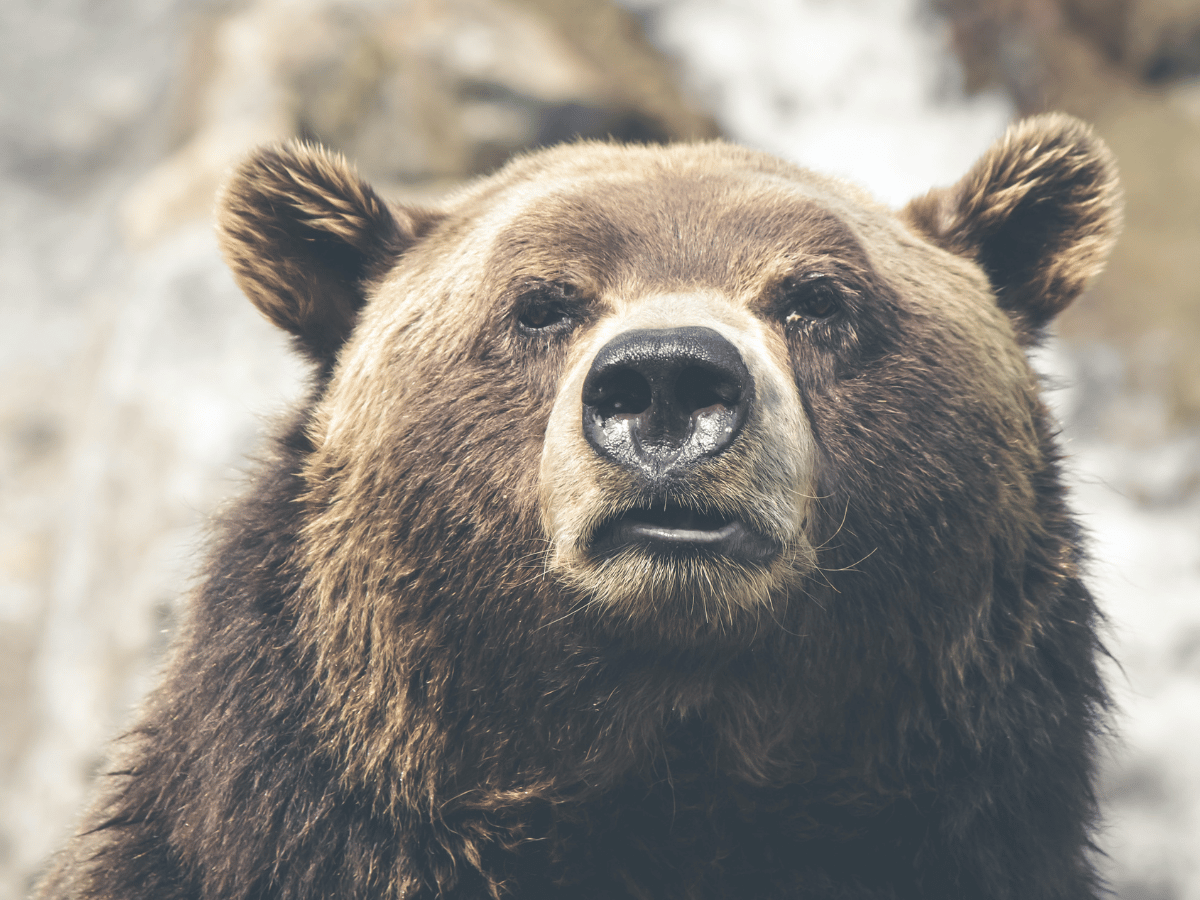 Bitcoin [BTC] nhà phân tích nói rằng gấu vẫn chưa xong vì…
