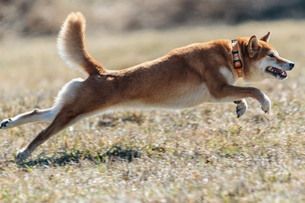 Dogecoin: Đây là cách một khoản phí 25% khác có thể là động thái tiếp theo - Tin Tức Bitcoin - Cập Nhật Tin Tức Coin Mới Nhất 24/7 2026 Dogecoin: Đây là cách một khoản phí 25% khác có thể là động thái tiếp theo
