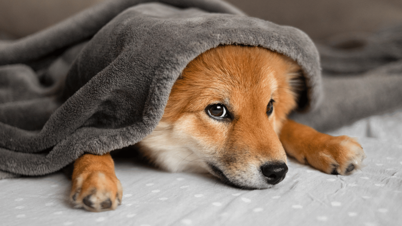 Dogecoin của [DOGE] giảm gần đây thực sự mang lại một cơ hội mua?