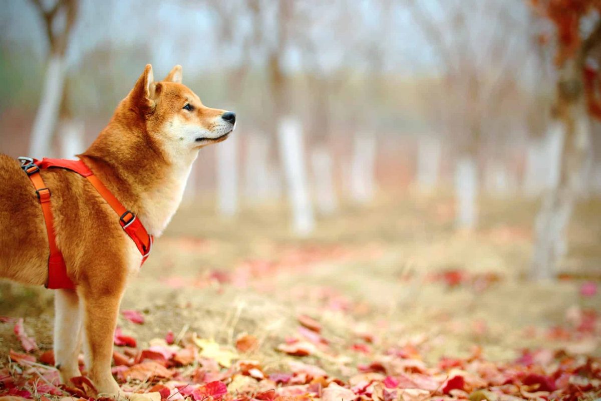 Shiba Inu ngắn hạn [SHIB] Nhà đầu tư nên thận trọng vì...