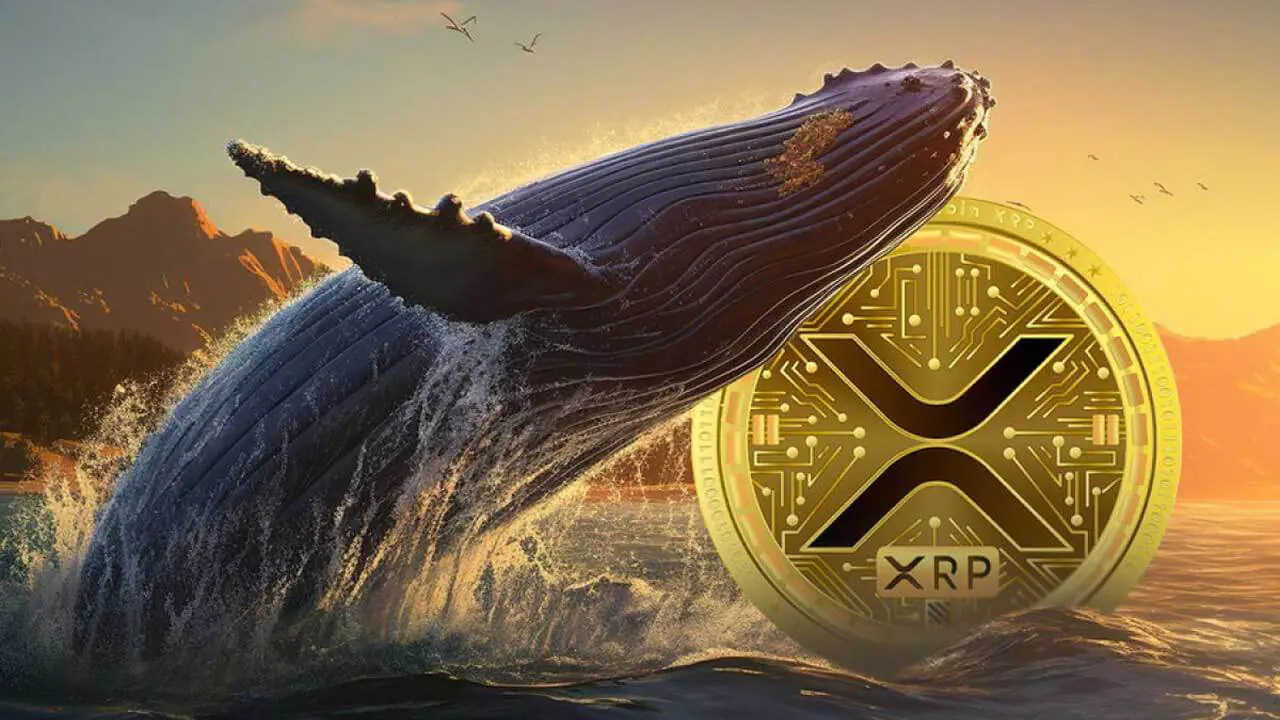 Cá voi rút lượng lớn XRP khỏi sàn giao dịch