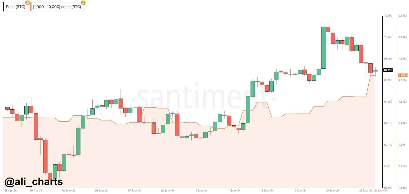 Cá voi Bitcoin tích luỹ thêm 20000 BTC - Tin Tức Bitcoin - Cập Nhật Tin Tức Coin Mới Nhất 24/7 2025